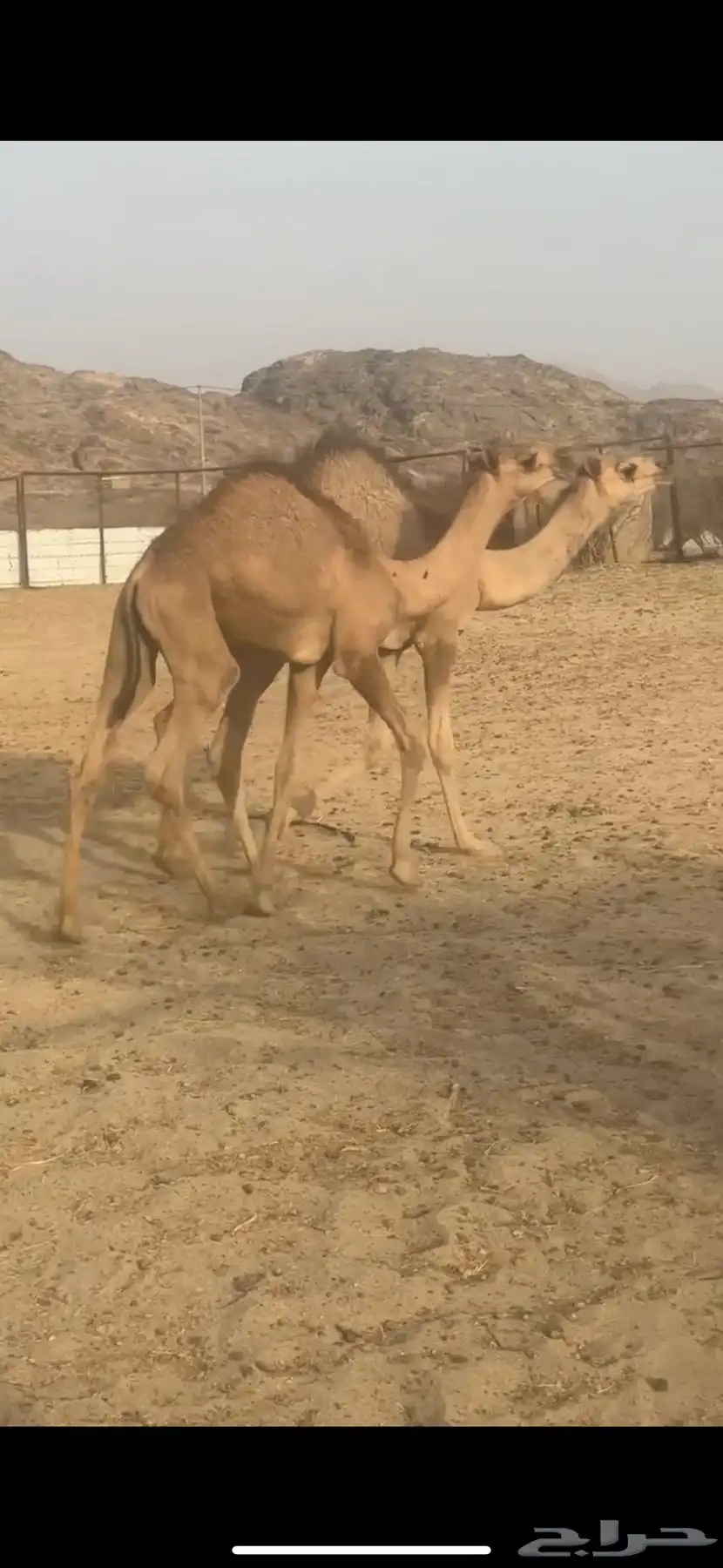 حشوان قعدان لبانيه من مراحي 6