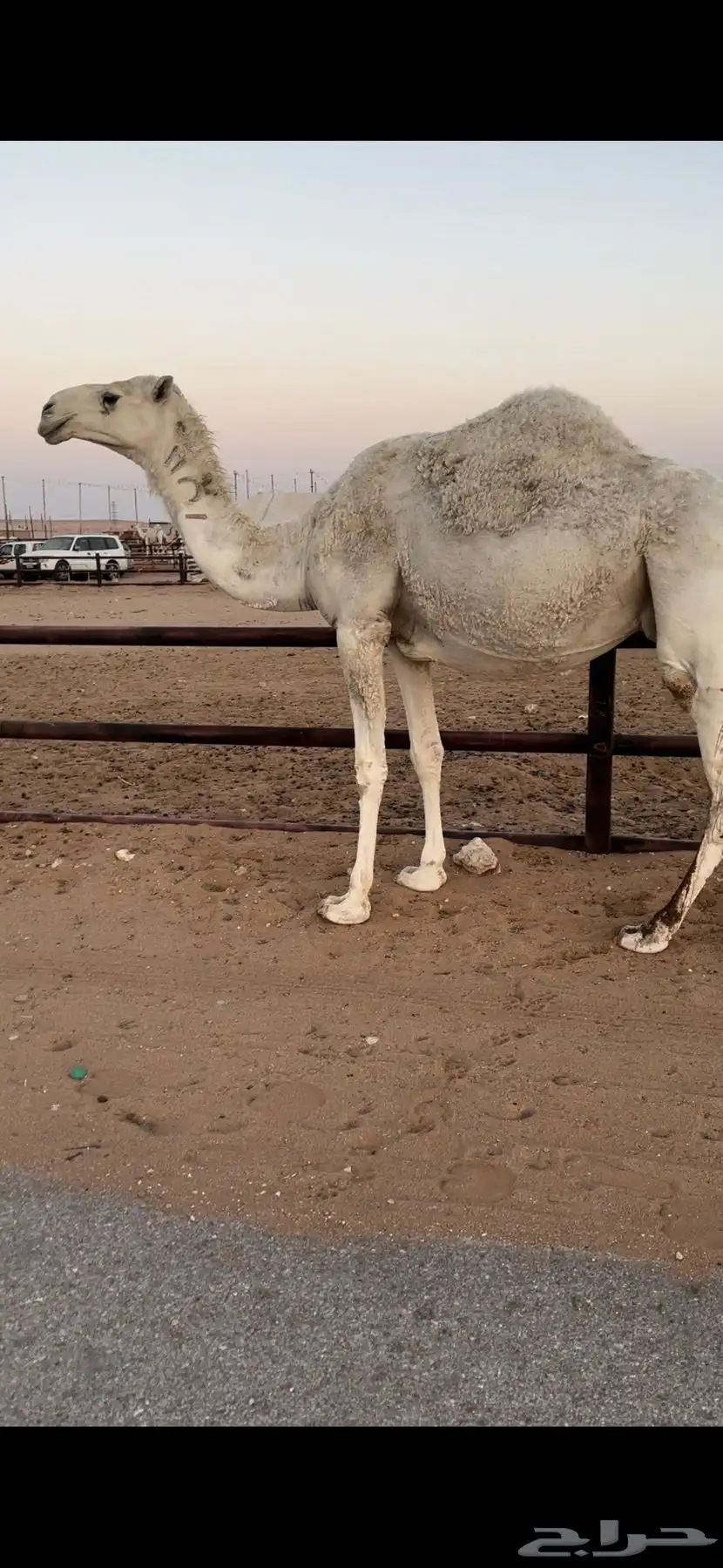 لقحه وضحى طيبه 2