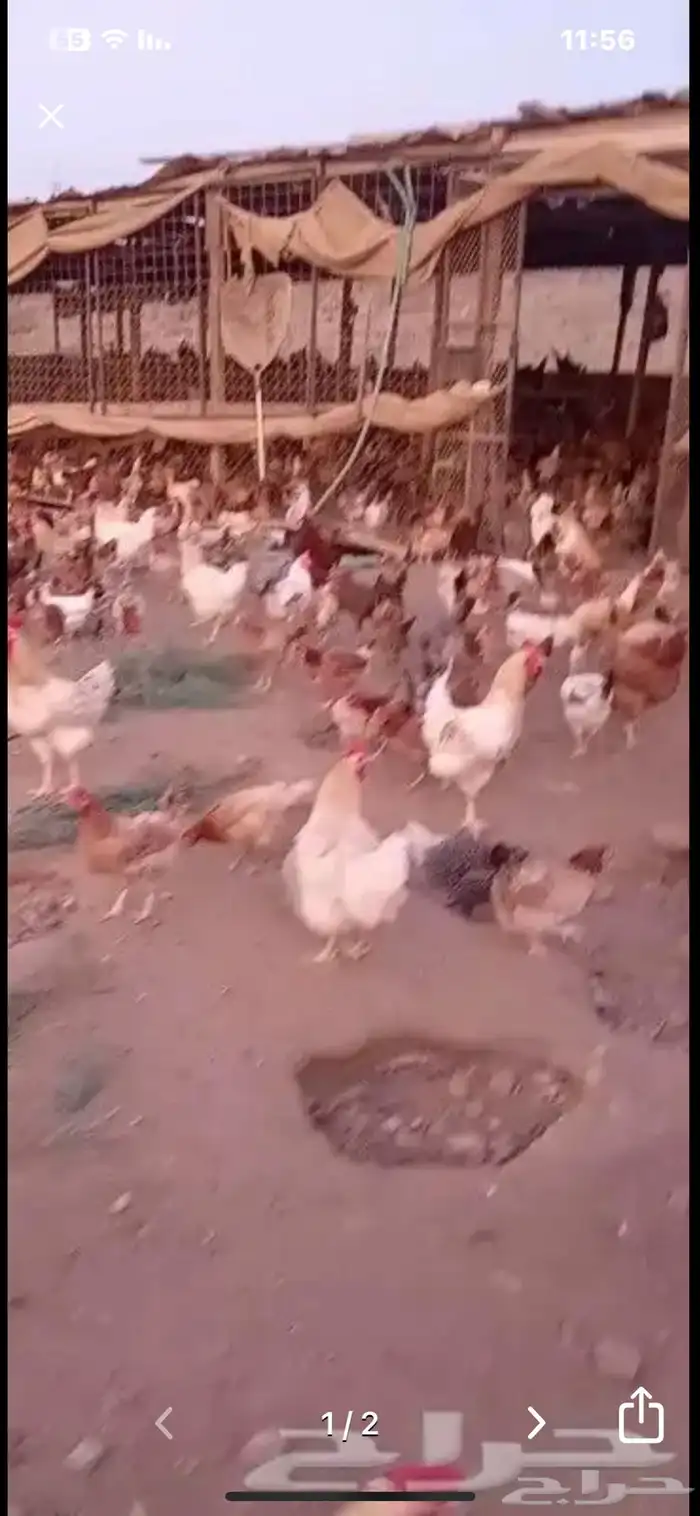 فرصة للي يدور الدجاج البياض فرنسي كولمبي فيومي وبلدي مهجن 0