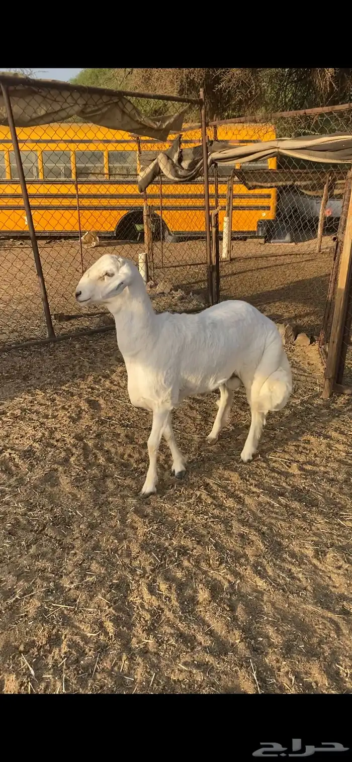 مشروع فحل للبيع 3