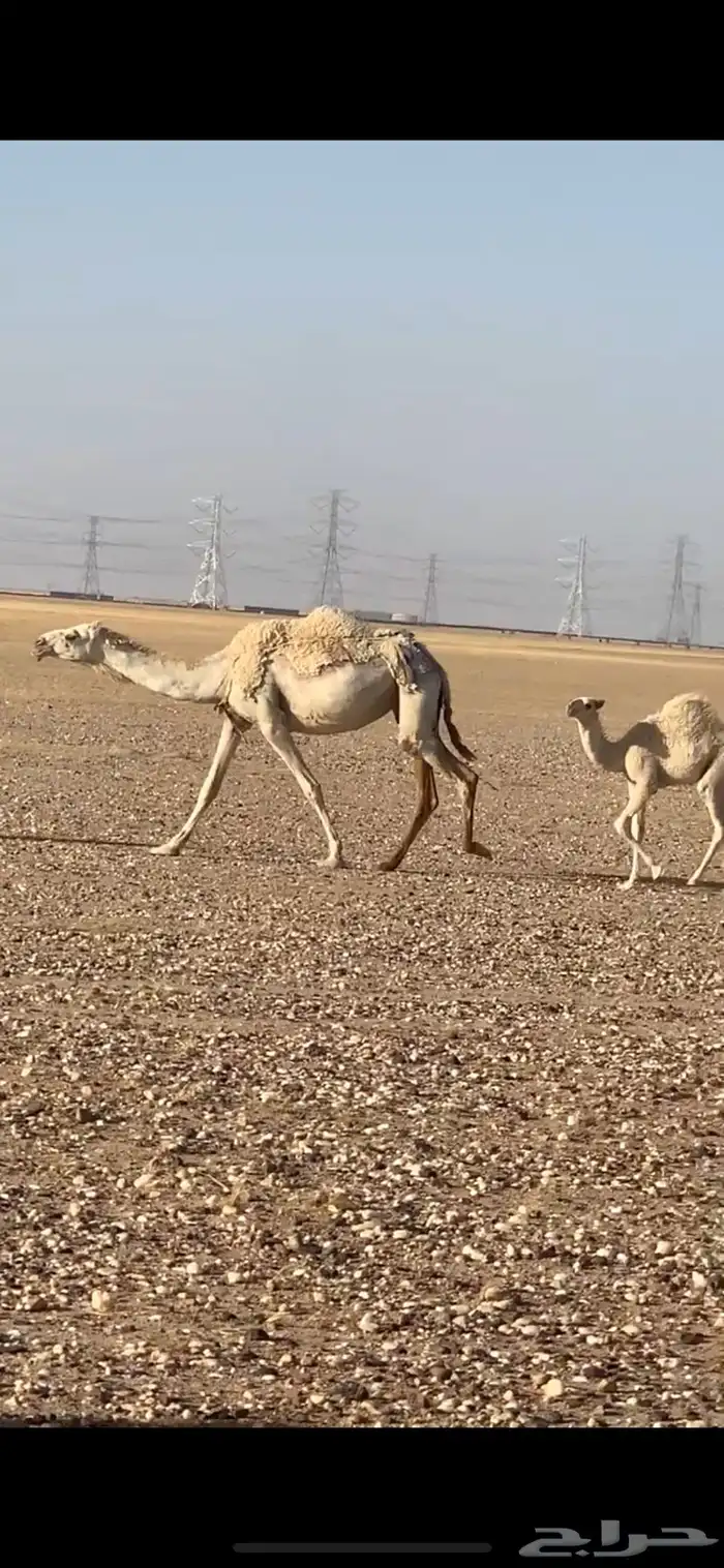 سلام عليكم واضح للبيع العدد 11 3