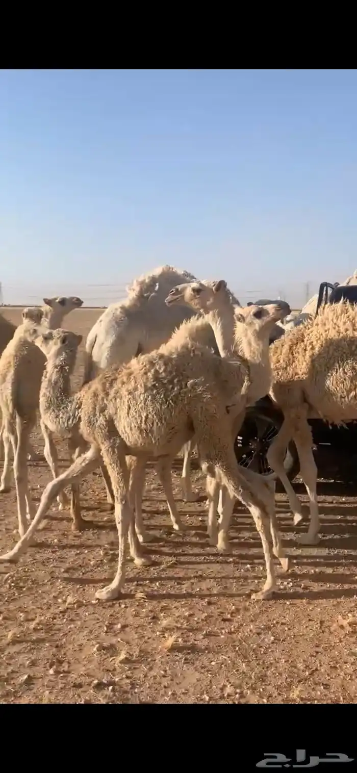 سلام عليكم واضح للبيع العدد 11 4