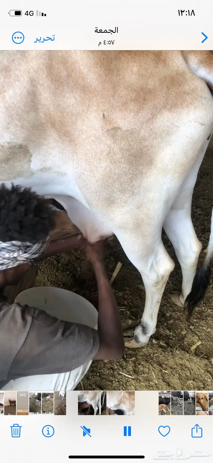 ماشاء الله بقره تحتها حسيلة هداوة 5