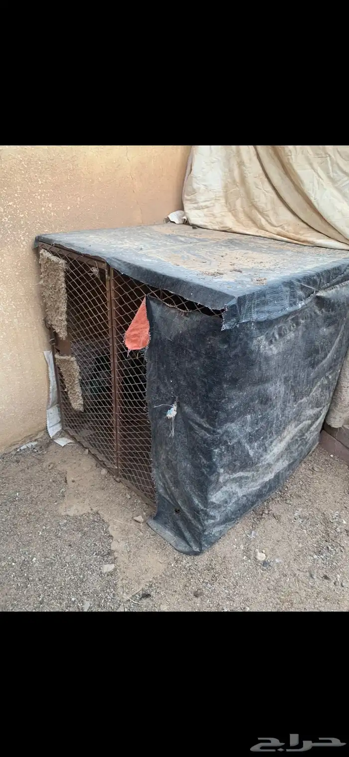 للبيع عشه دجاج 0