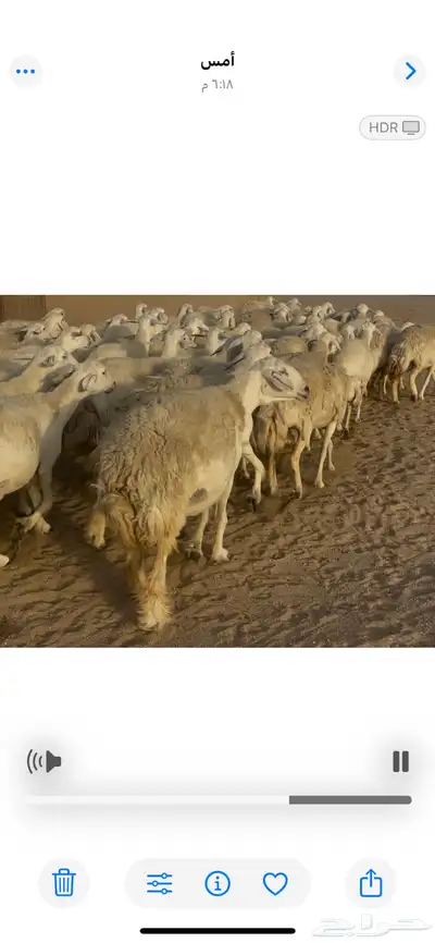 غنم مراح صنف الصنف فواخر. تم البيع 8