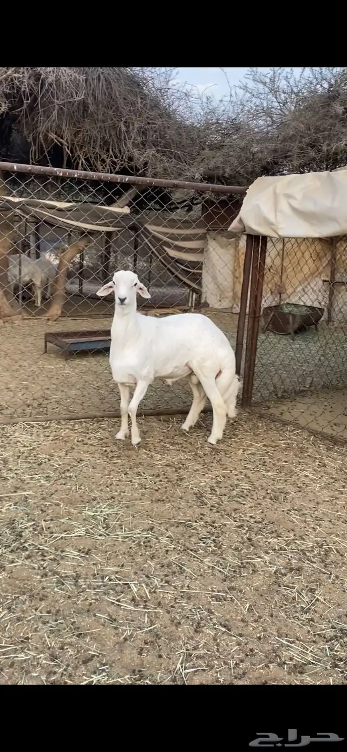 مشروع فحل للبيع 5