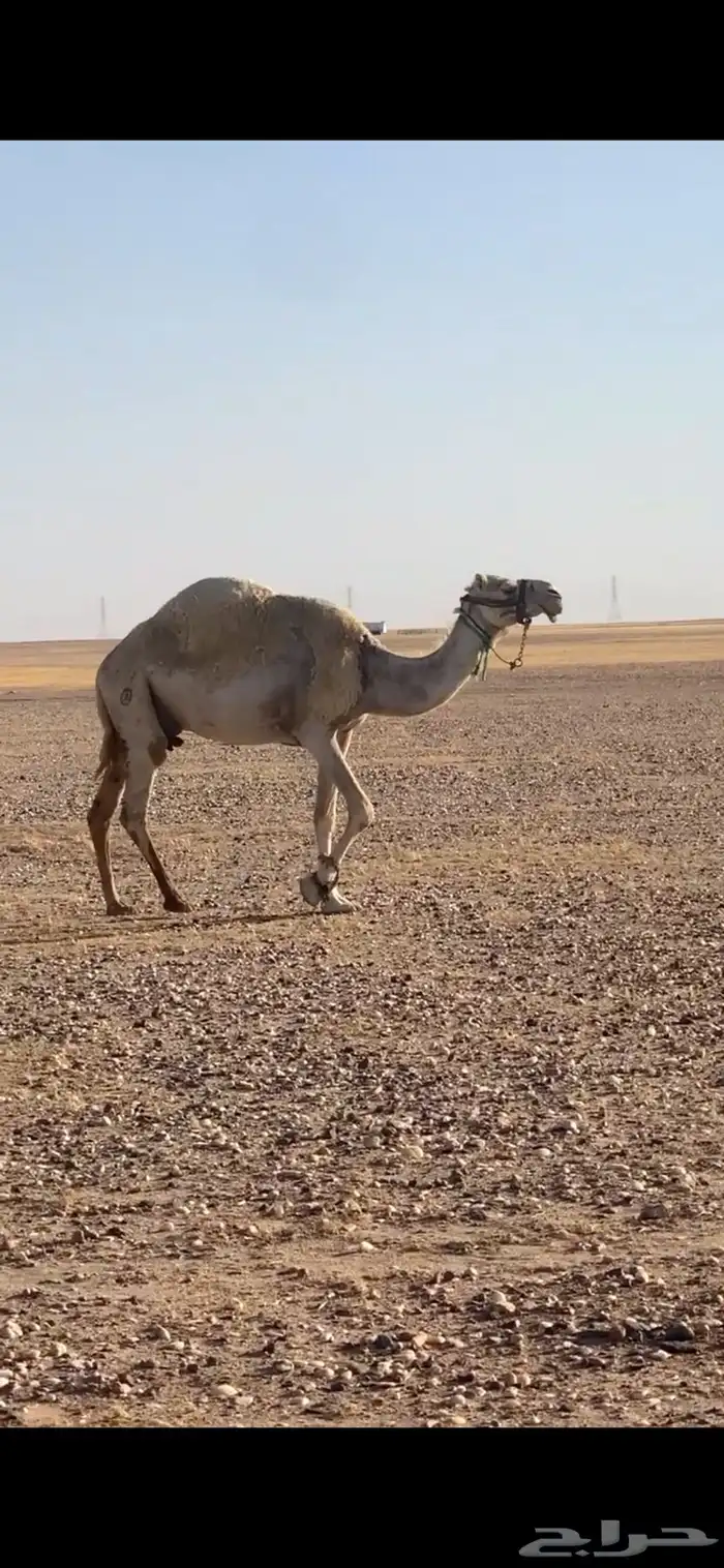 سلام عليكم واضح للبيع العدد 11 5