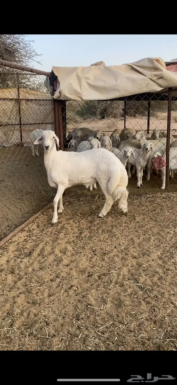 مشروع فحل للبيع 1