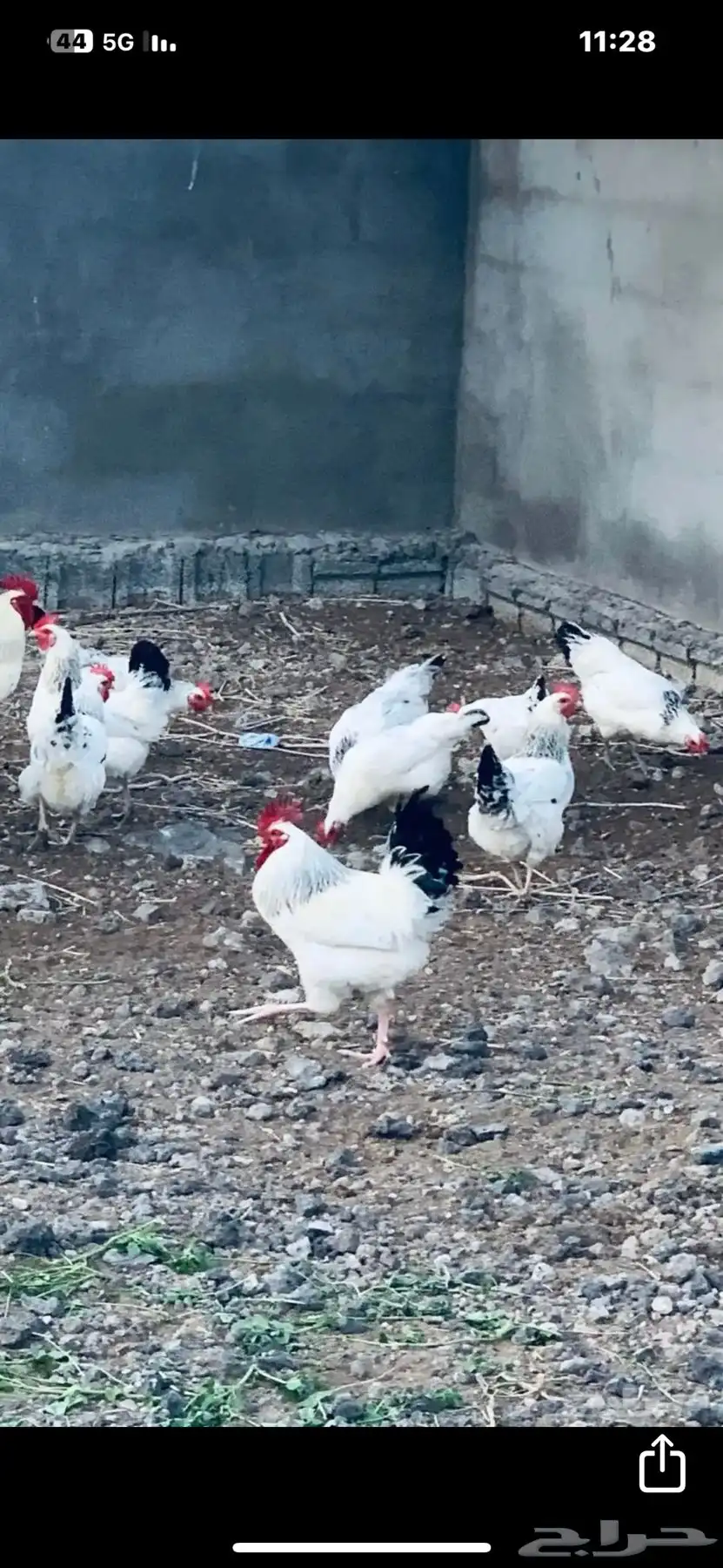 فرصة للي يدور الدجاج البياض فرنسي كولمبي فيومي وبلدي مهجن 1
