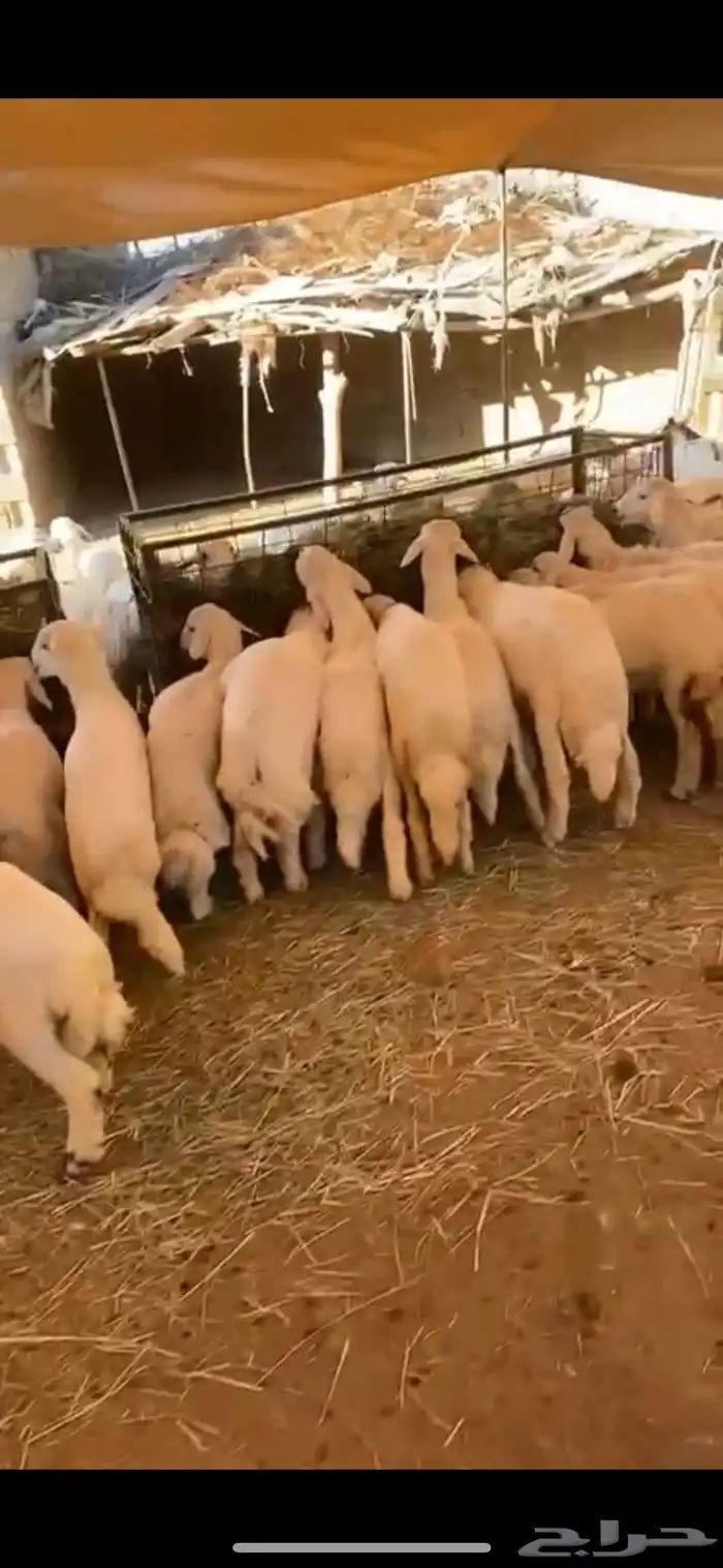 ذبايح جميع الاحجام 4