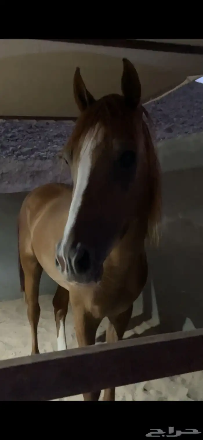 خيل شعبي للبيع 3