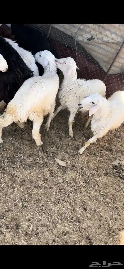 طليان حجريات 1