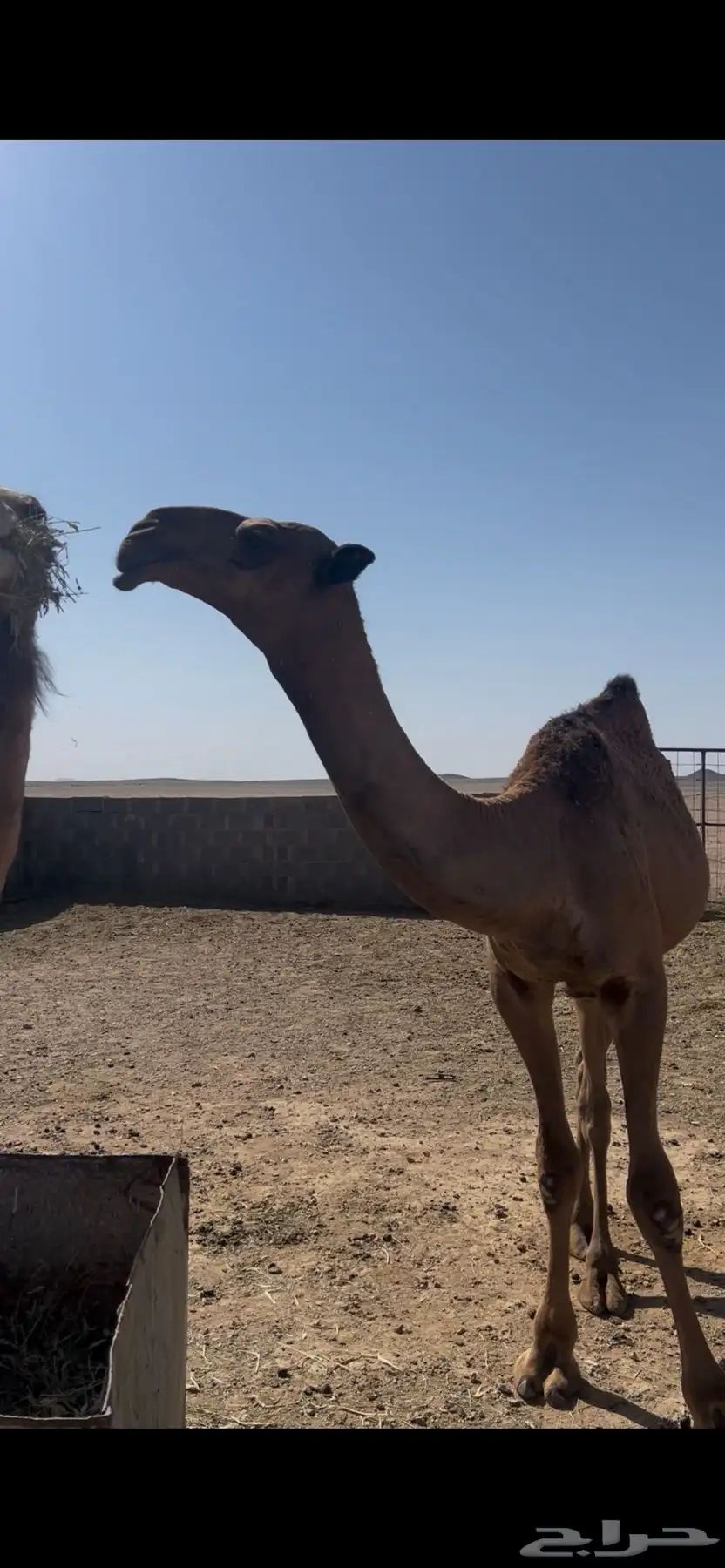 للبيع قعود رماني فحل طيب 0