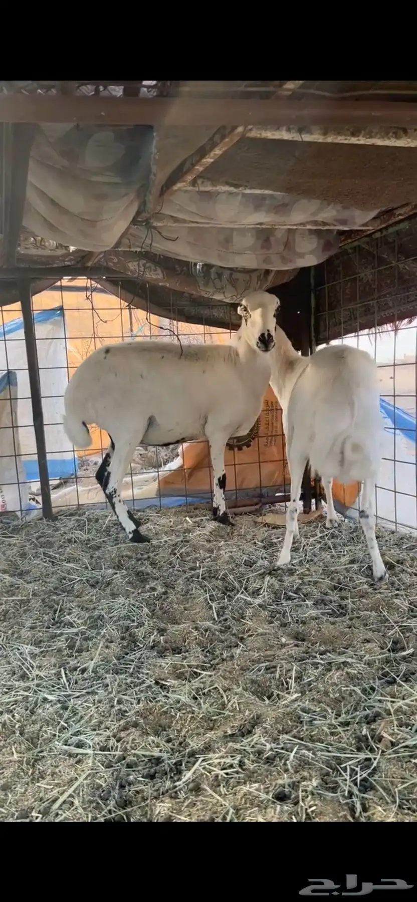 غنم رفيد 2