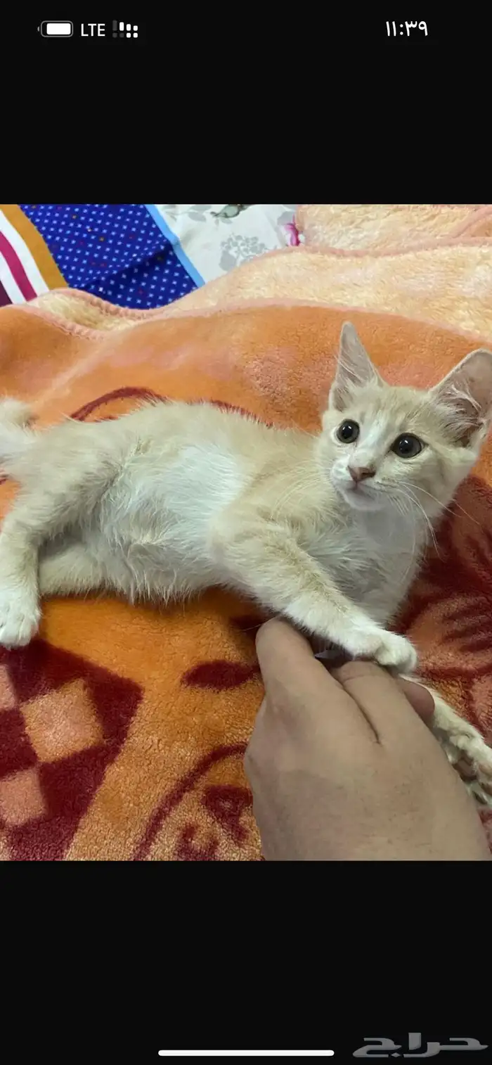 قطه للبيع هادئيه وجميله 0
