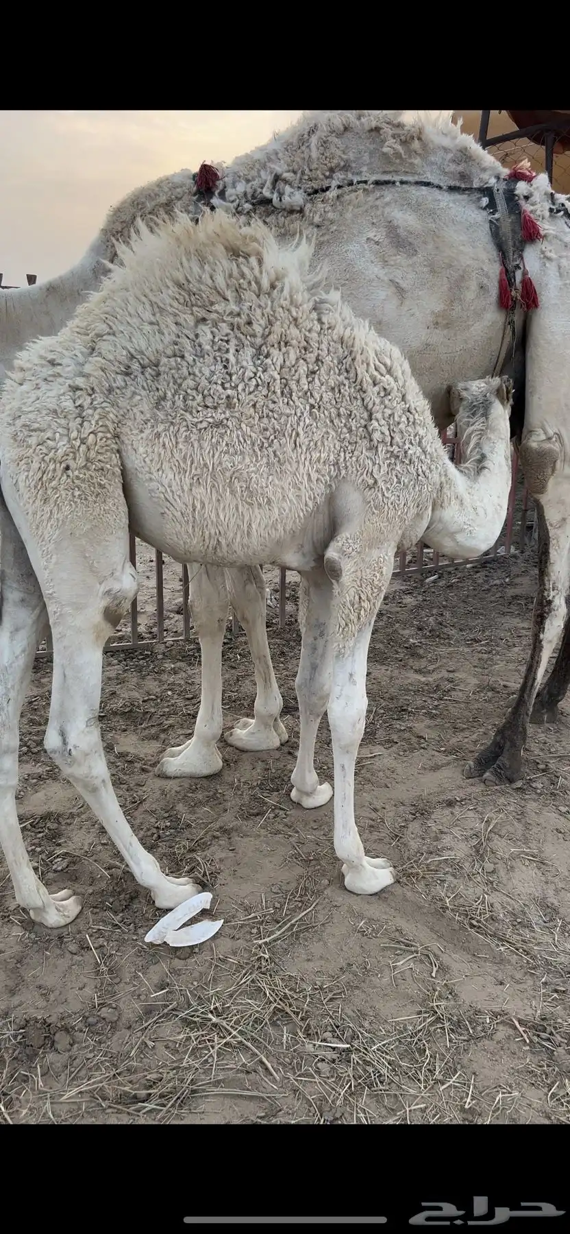 قعودين كفو ناهيه ع حليب 1
