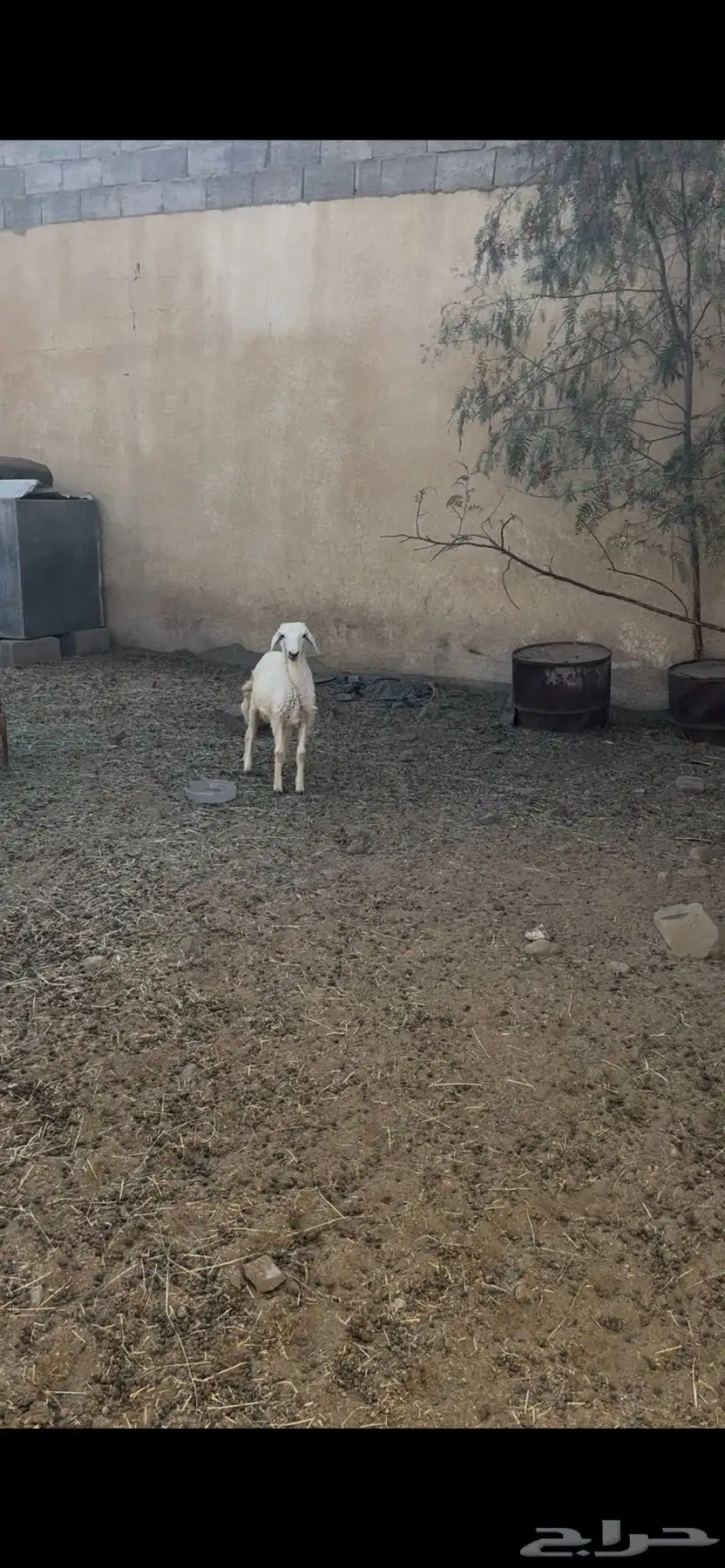 خروف كفو ذبيحه ثلاجه مشروط من كل عذروب 2