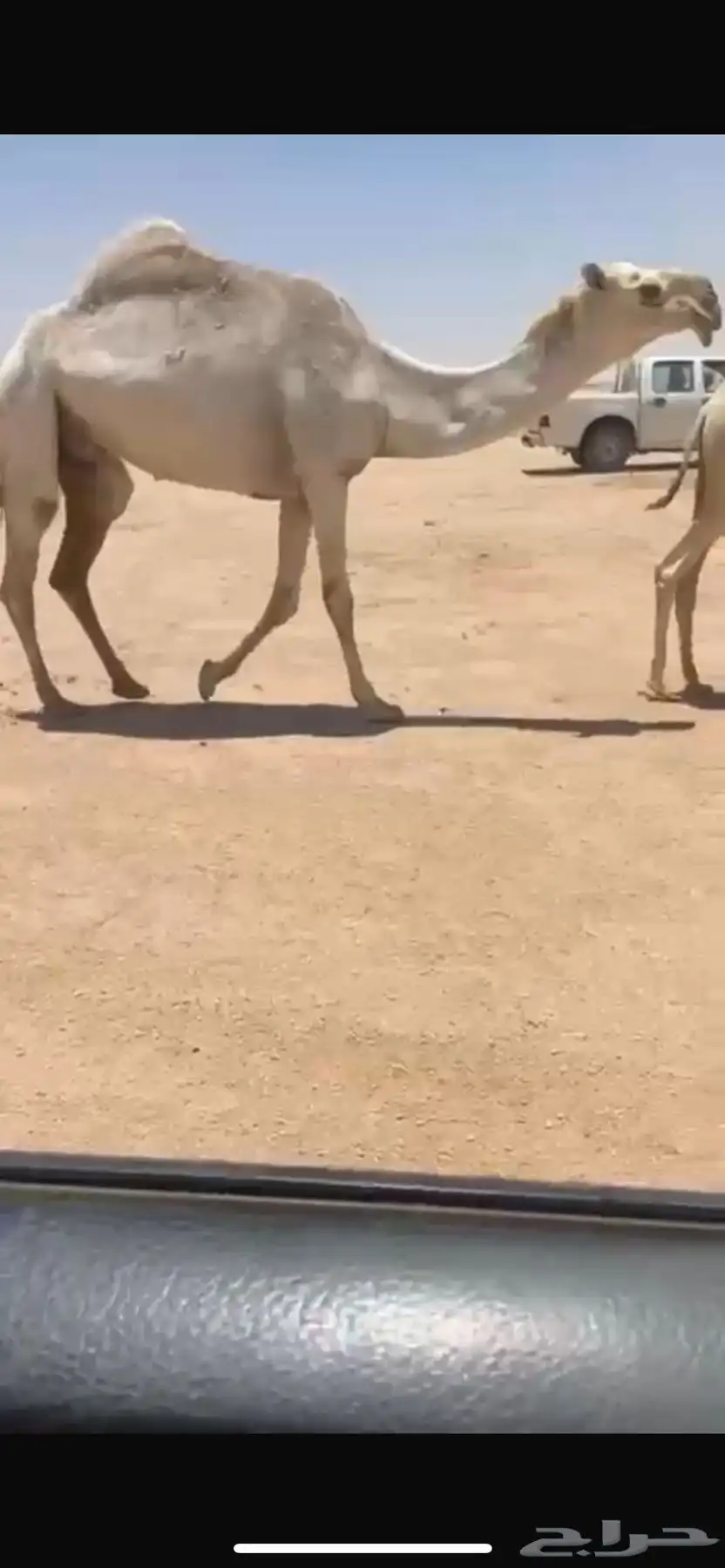 للبيع البكره تحتها بكره 0