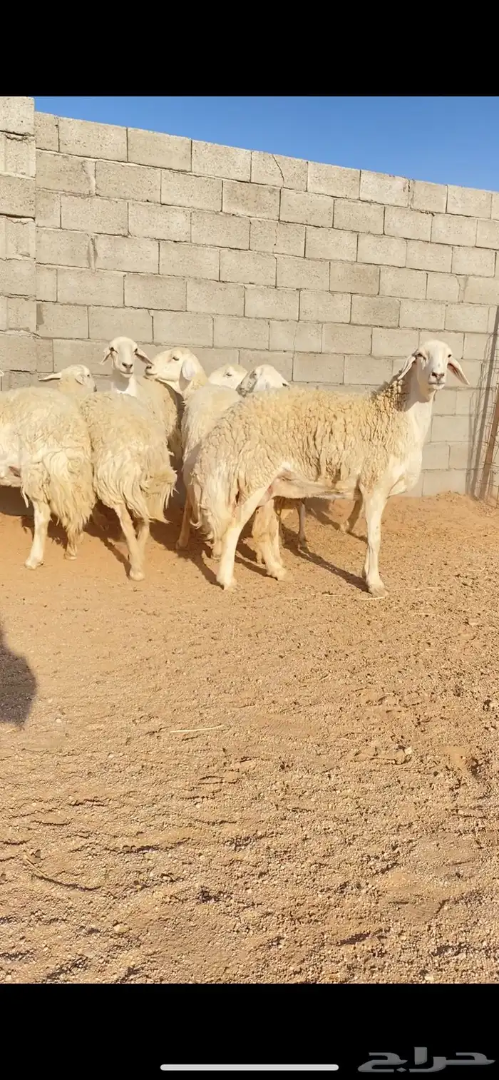 غنم حريات حرش صنف الصنف الفاخر(( تمم البييع )) 4