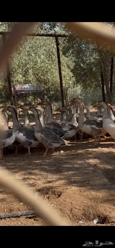 وز هجين عراقي علا بلغاري الموقع غطي 1