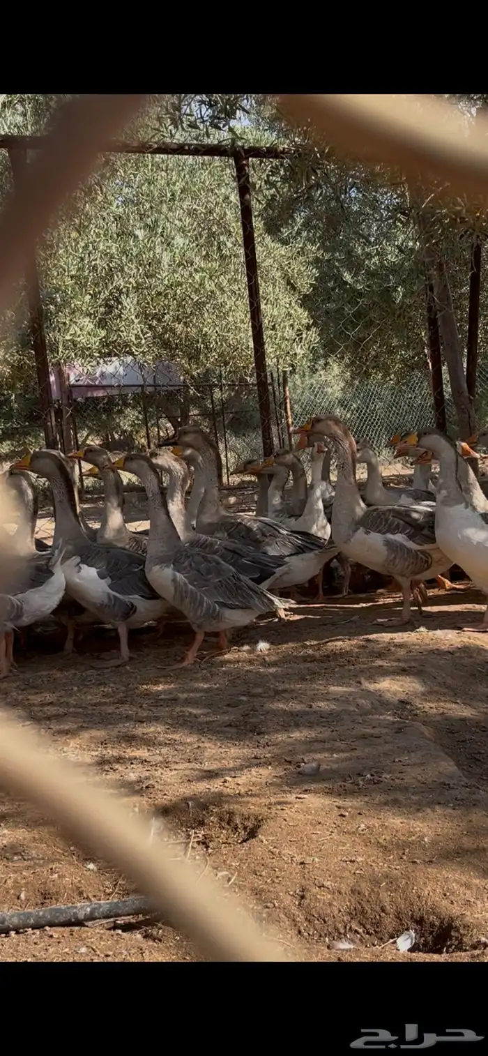 وز هجين عراقي علا بلغاري الموقع غطي 1