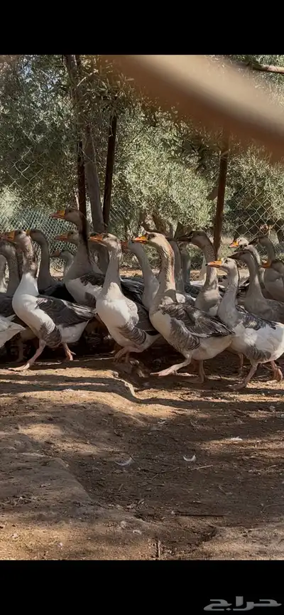 وز هجين عراقي علا بلغاري الموقع غطي 3