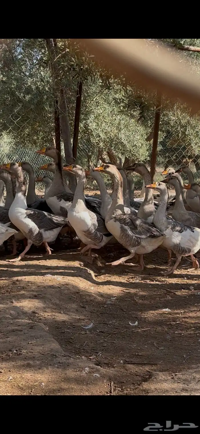 وز هجين عراقي علا بلغاري الموقع غطي 3