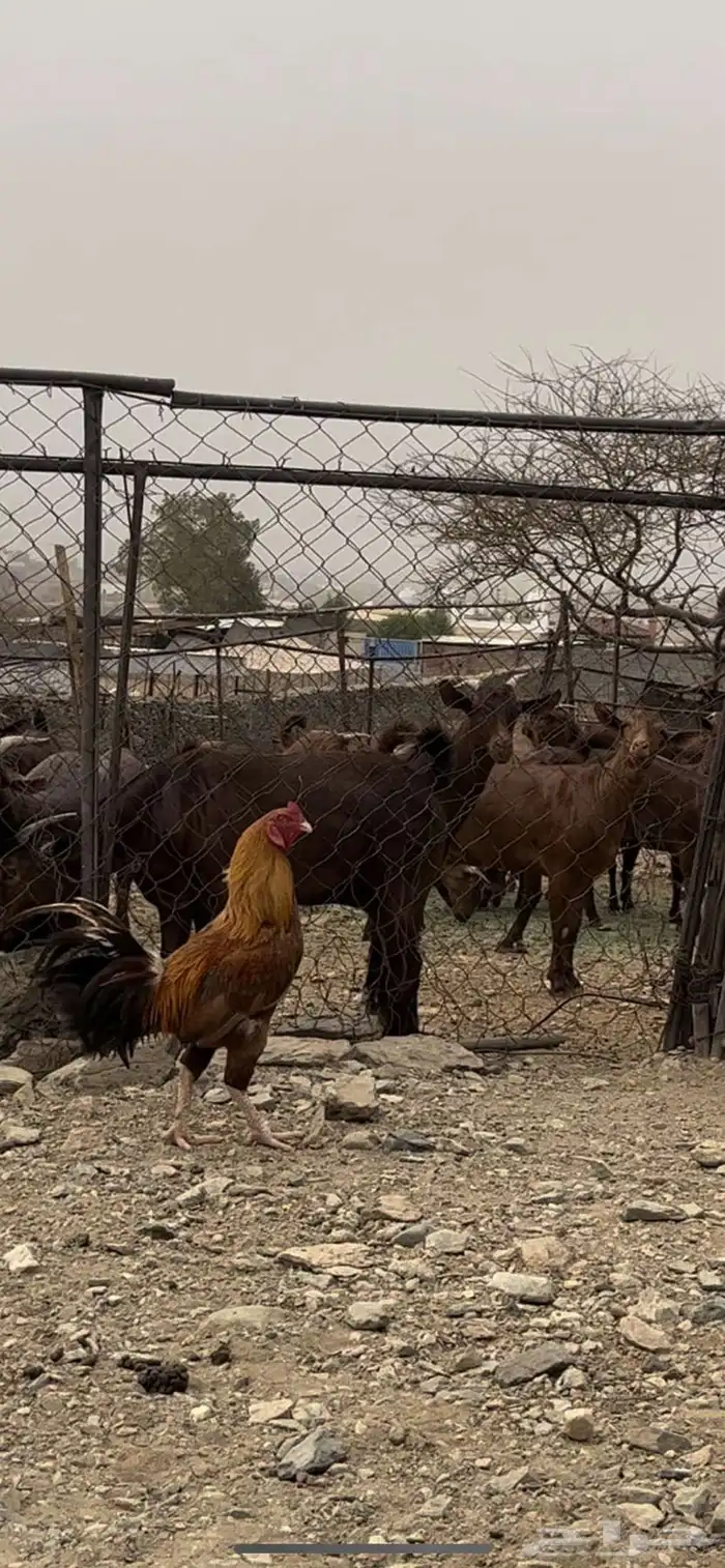 ديكة بكساتي 0