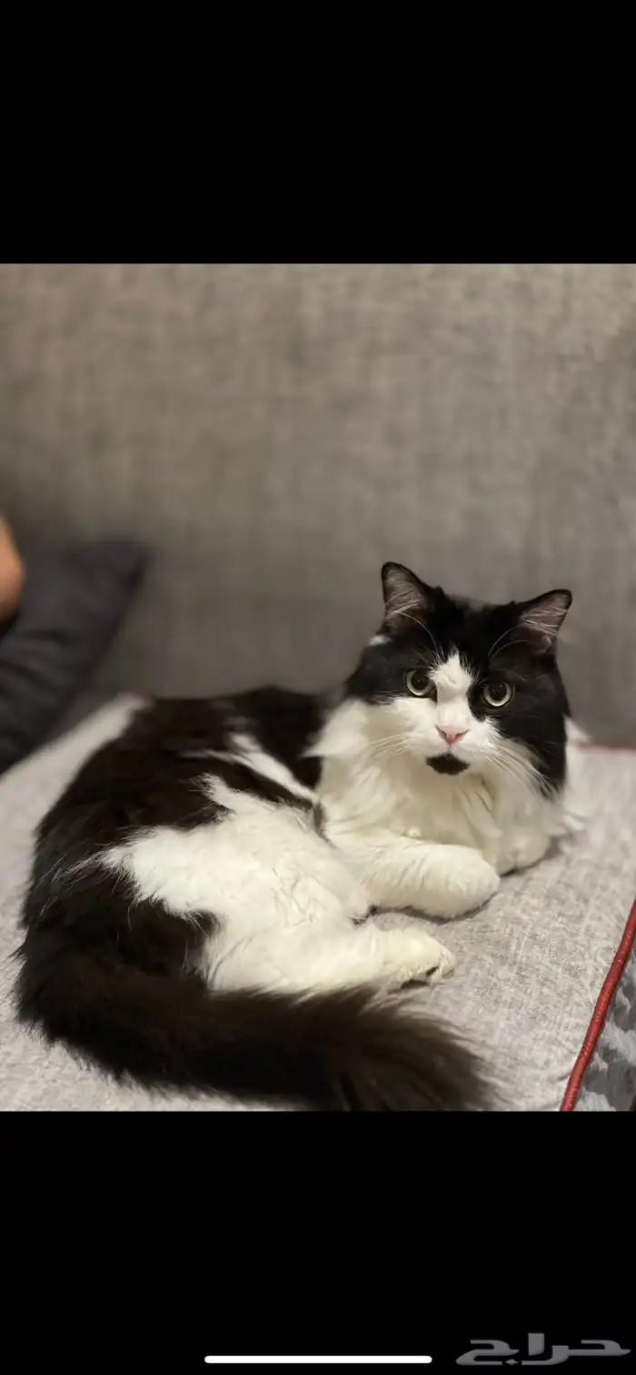 قط ضايع الرياض حي المونسيه 0