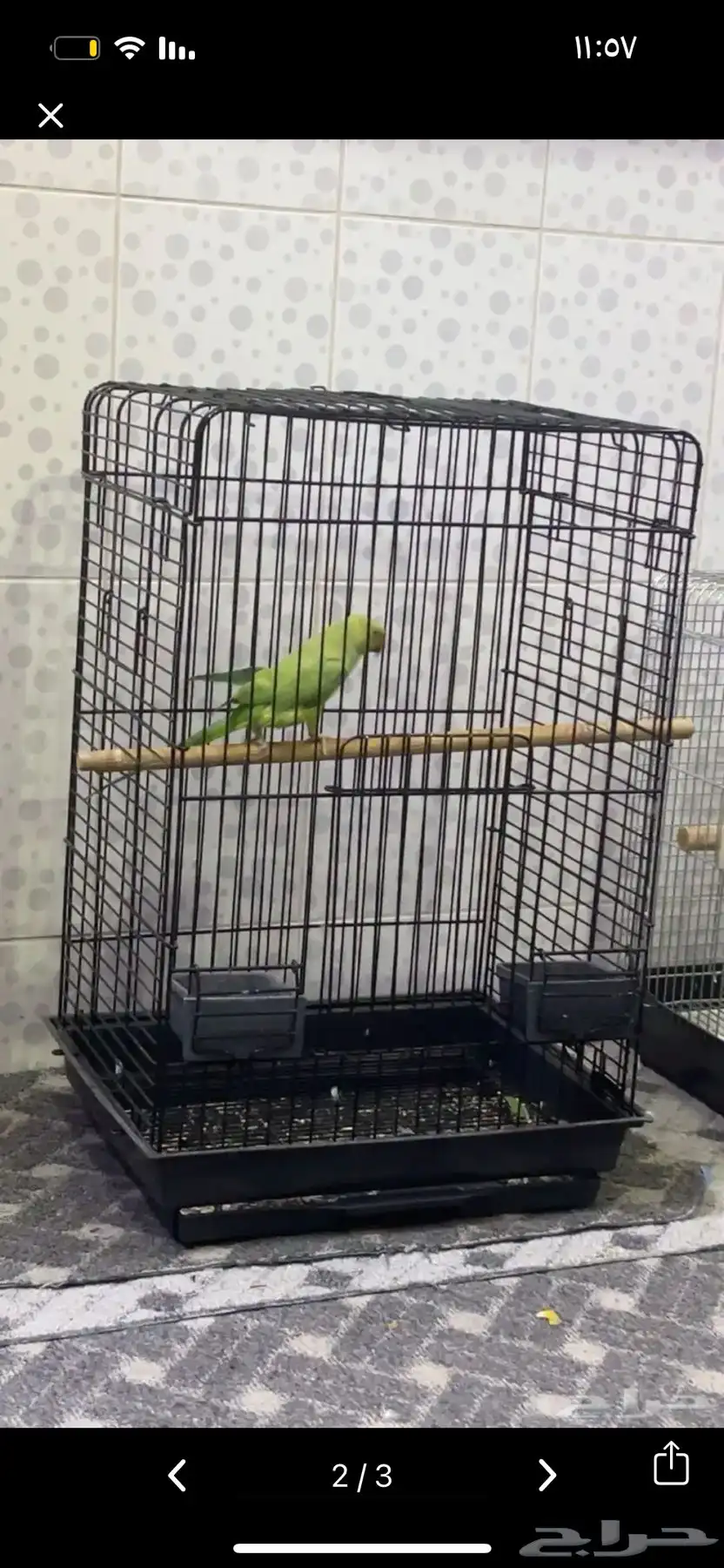 دره هنديه الفيه 1