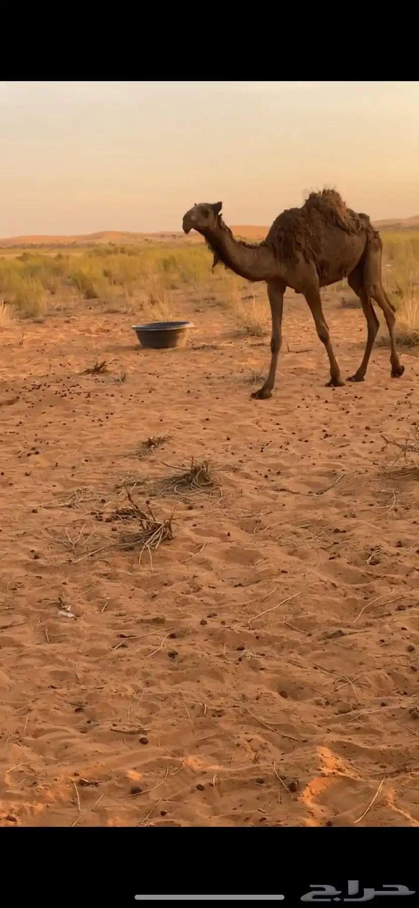 بكره 1