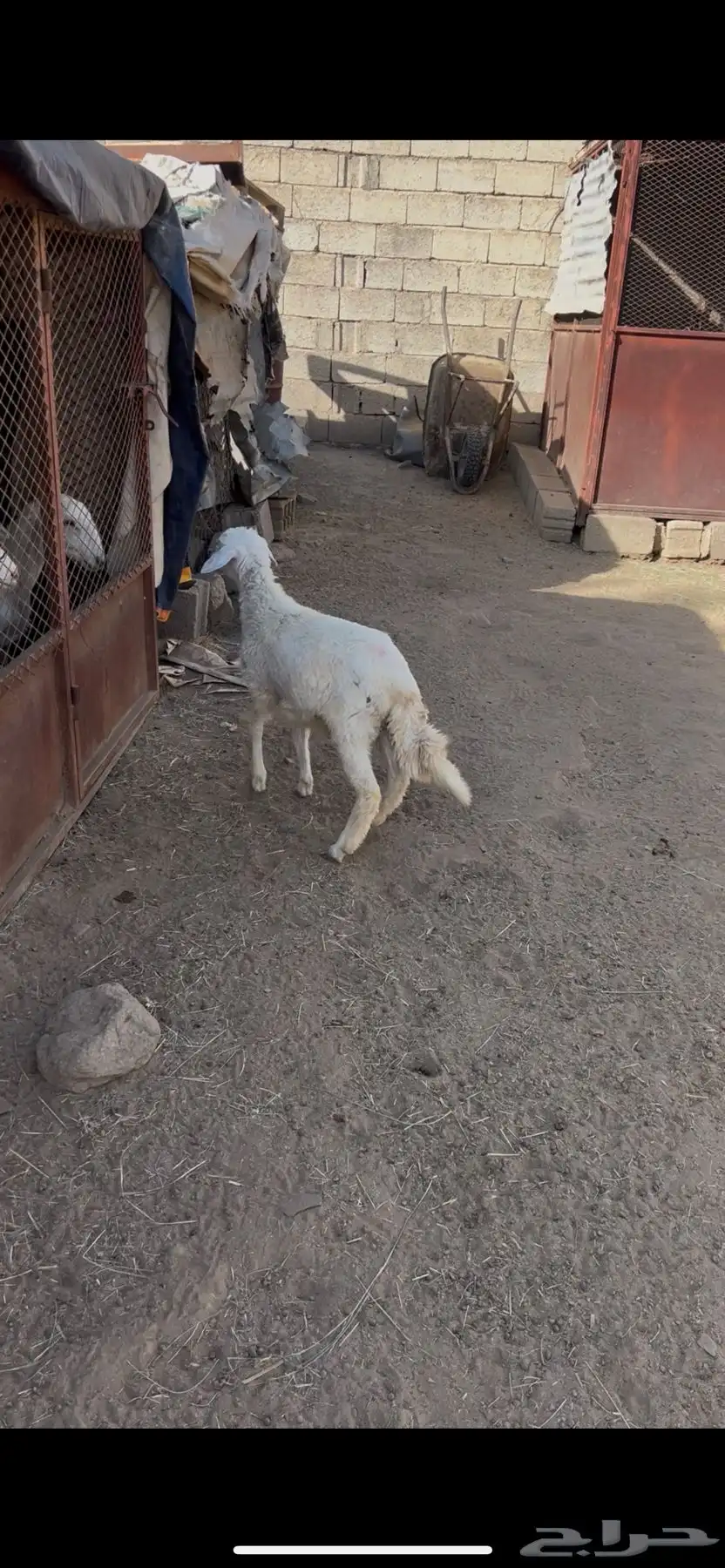خروف كفو ذبيحه ثلاجه مشروط من كل عذروب 3