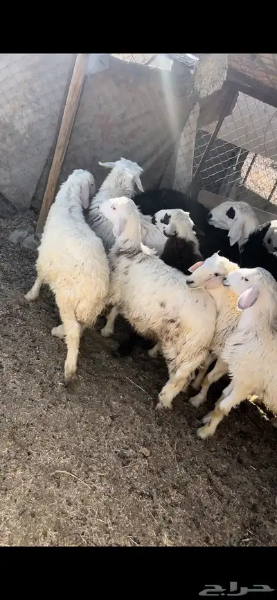 طليان حجريات 4