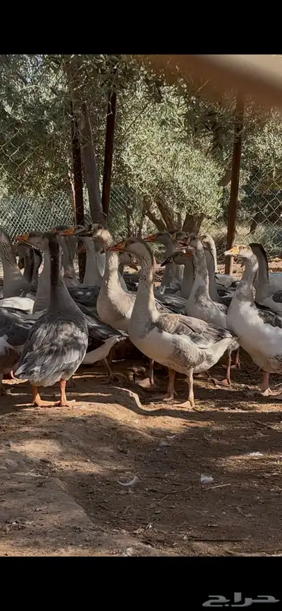 وز هجين عراقي علا بلغاري الموقع غطي 0