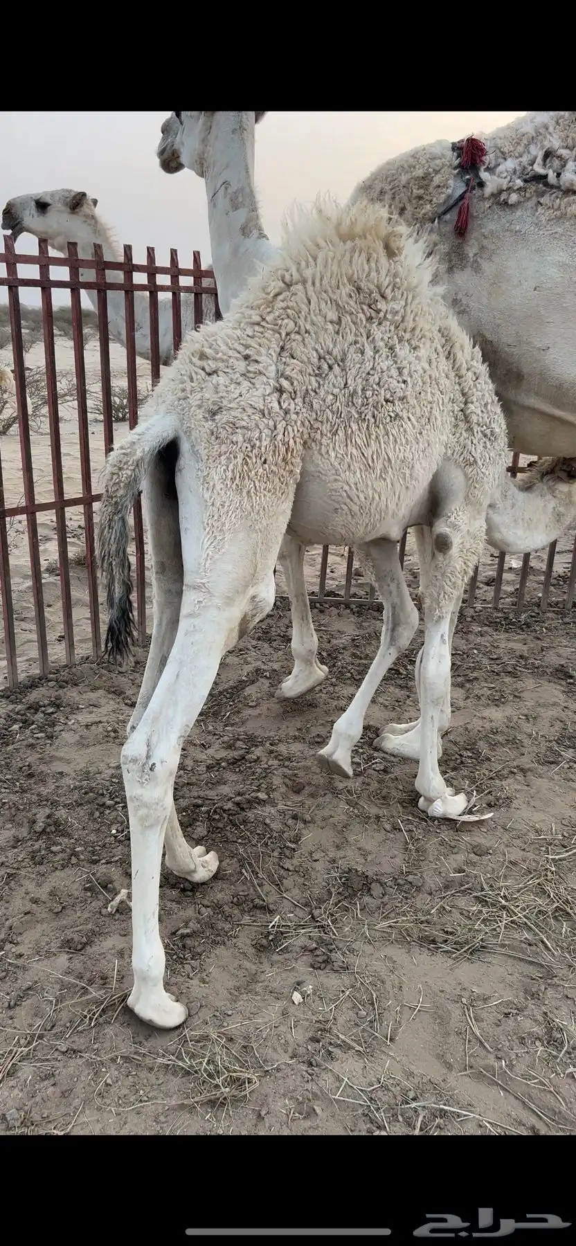 قعودين كفو ناهيه ع حليب 4