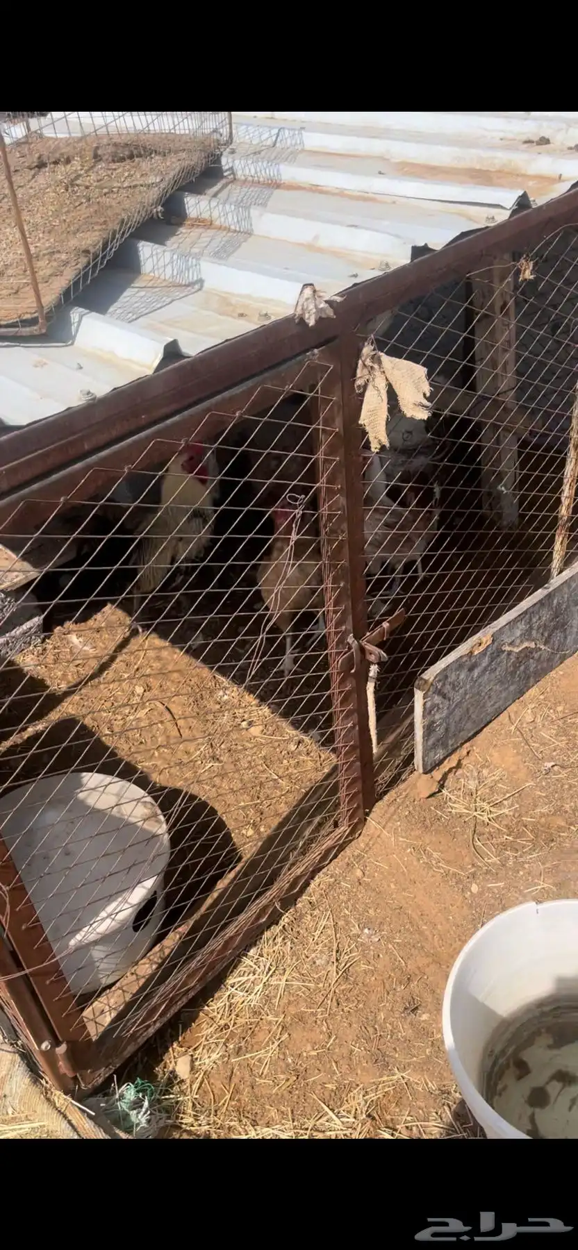 دجاج حمام فرنسي سلفر 21