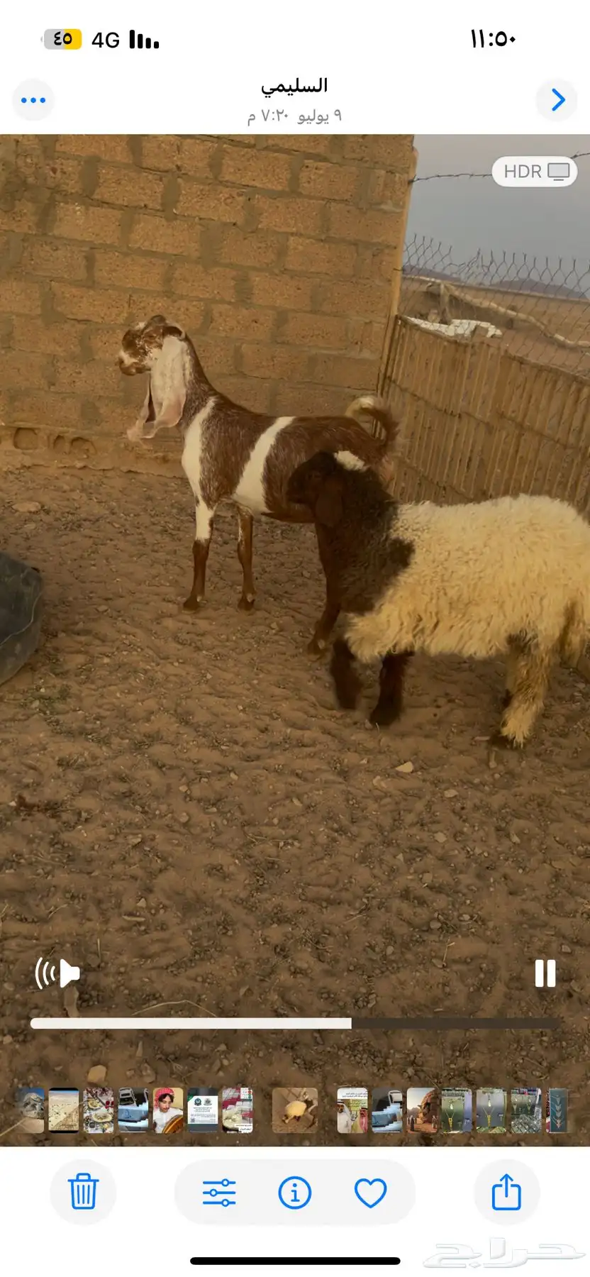 للبيع طلي ساكني العمر ثني ثاني عنز معها رحل روم صحه شرط 4