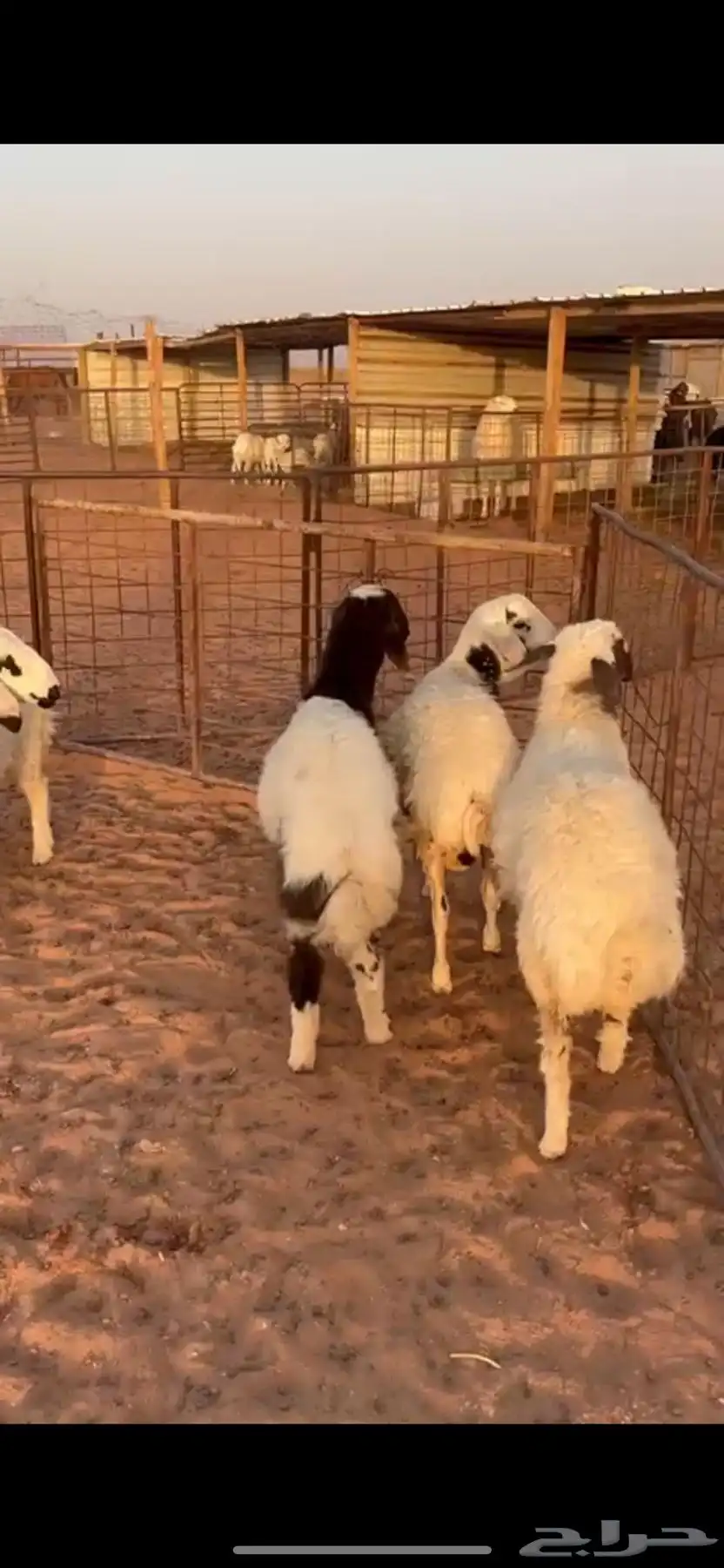 بهم طيب وسمان 0