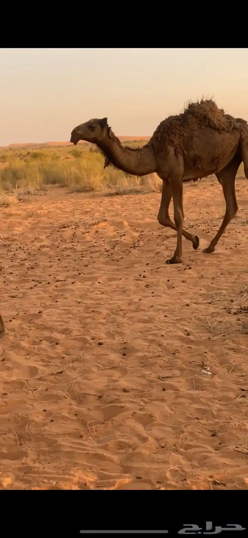 بكره 0