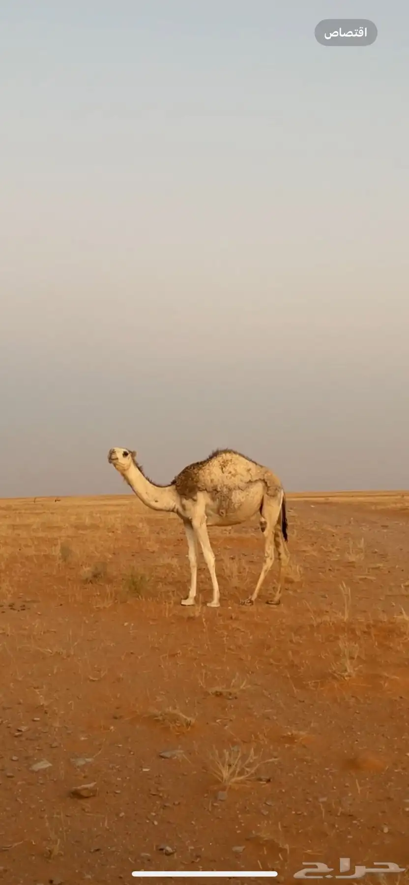 للبيع بكار 2 0