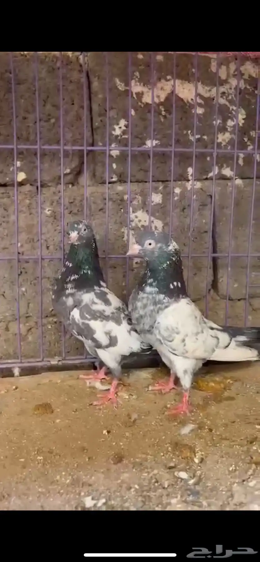 حمام باكستاني جوز رام زيرا نضيف خالي من جميع العذاريب 0