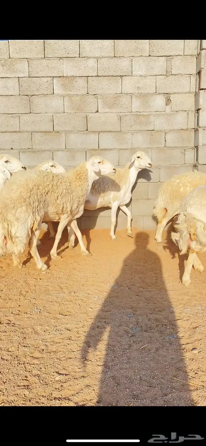 غنم حريات حرش صنف الصنف الفاخر(( تمم البييع )) 2