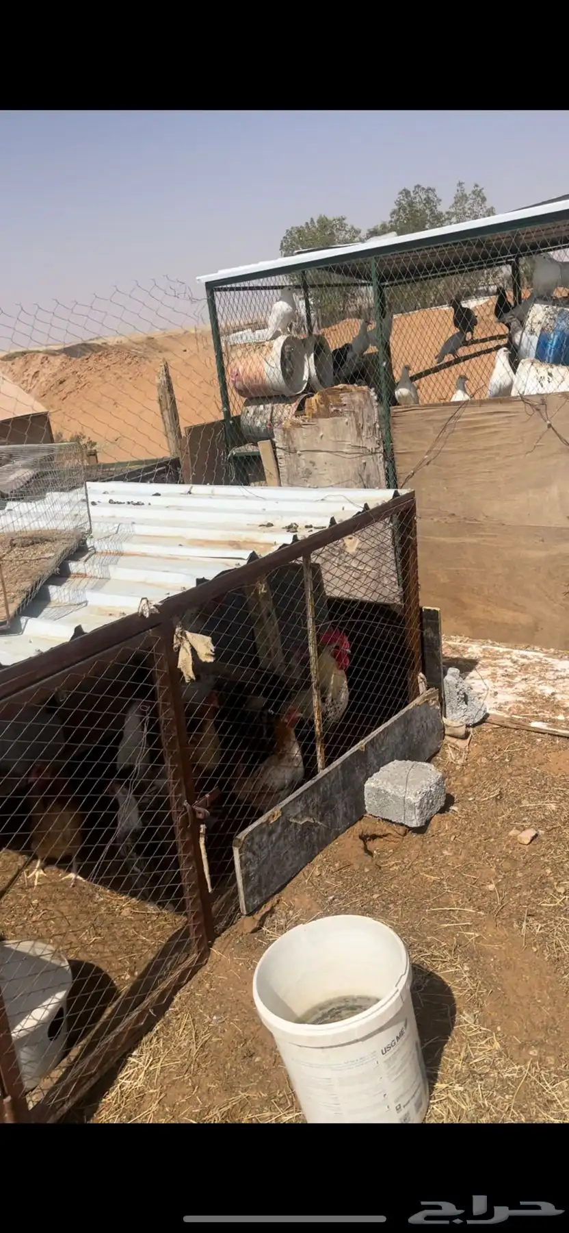 دجاج حمام فرنسي سلفر 22