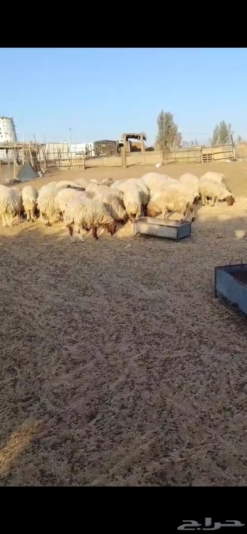 نعيم مراح كامل البكيريه 1