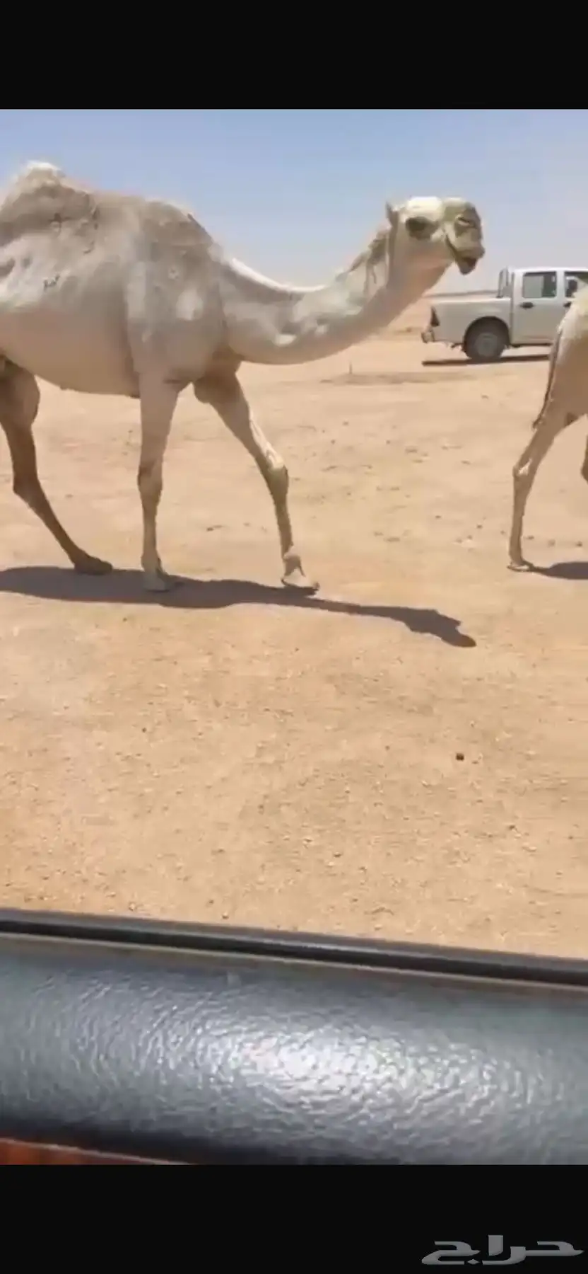للبيع البكره تحتها بكره 1