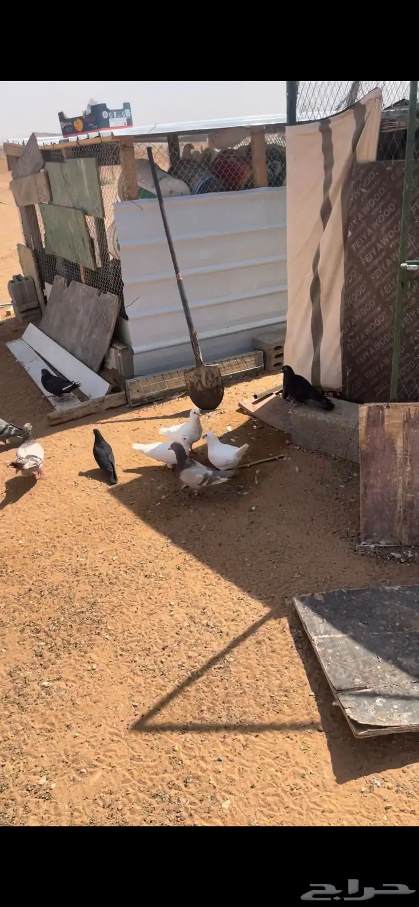 دجاج حمام فرنسي سلفر 2