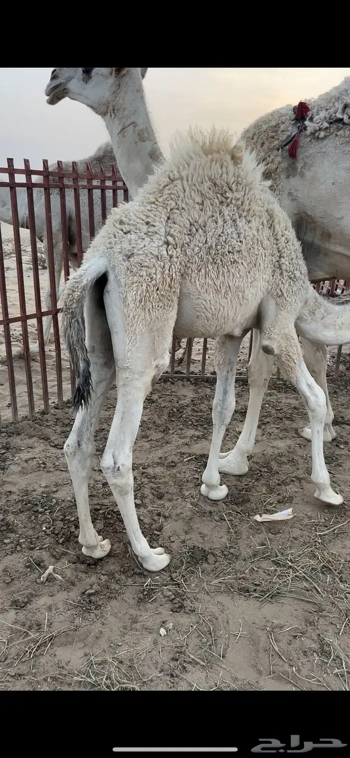 قعودين كفو ناهيه ع حليب 0