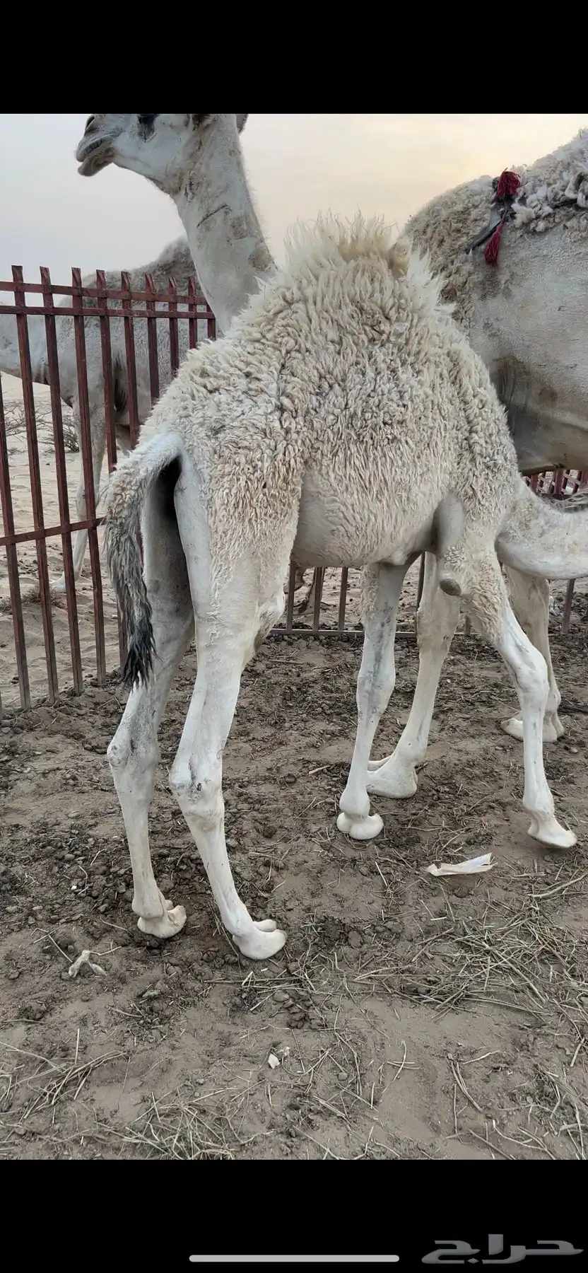 قعودين كفو ناهيه ع حليب 0
