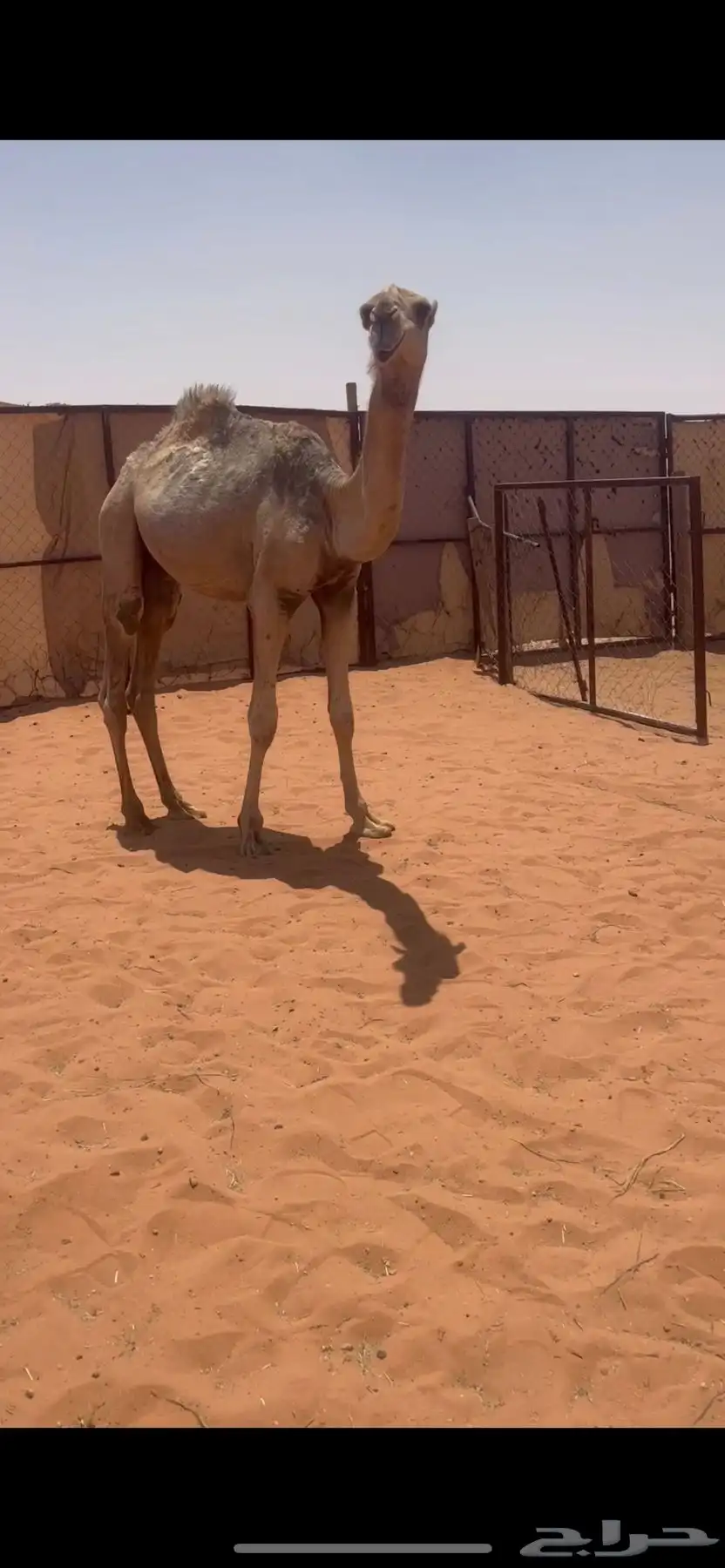 قعود رماني كفوو 2