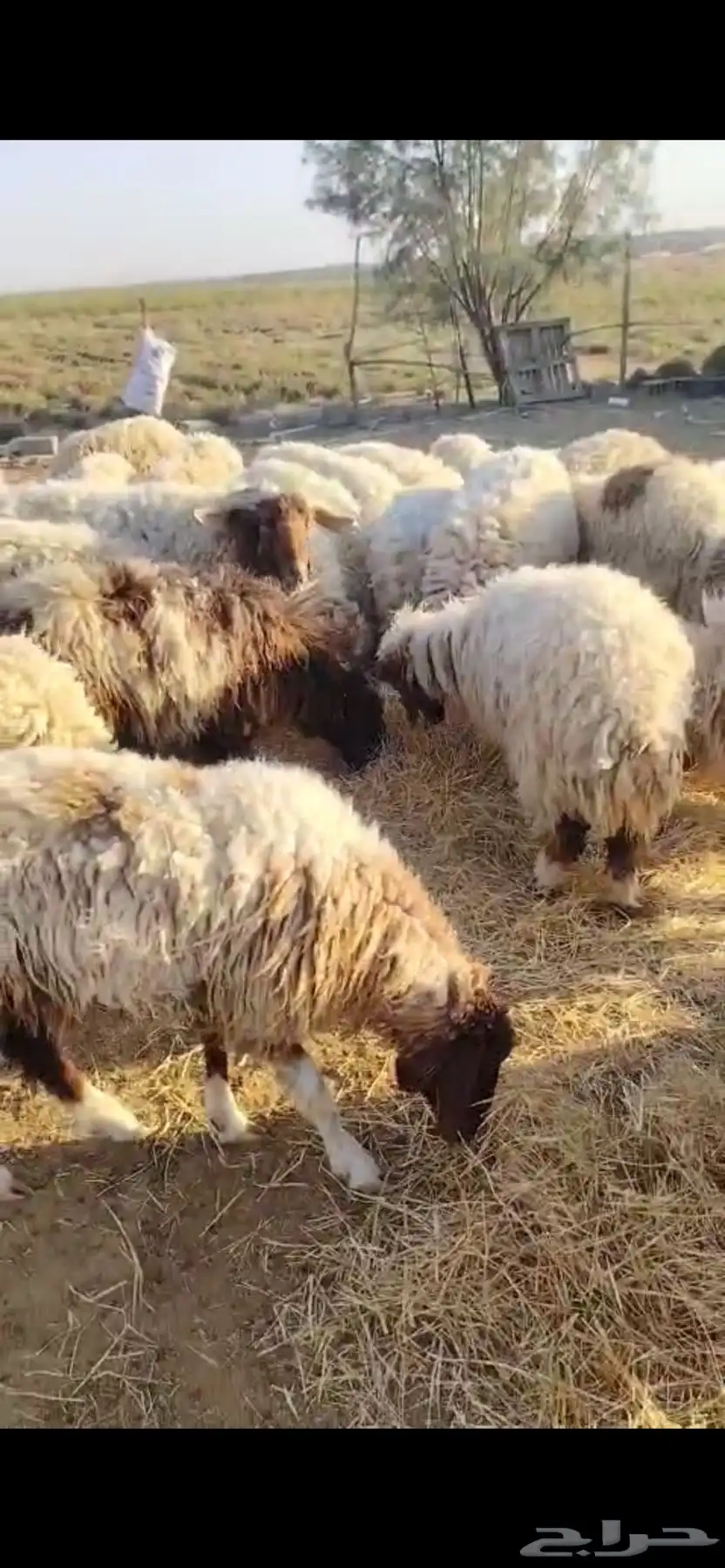 نعيم مراح كامل البكيريه 0